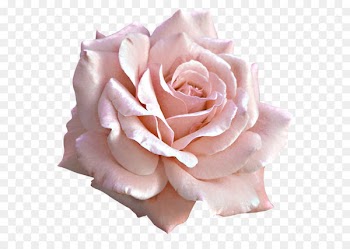 Rose Pink Flower Clip art - Large Light Pink Rose PNG Clipart 