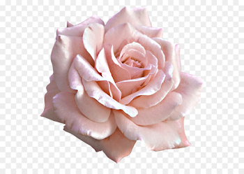Rose Pink Flower Clip art - Large Light Pink Rose PNG Clipart png ...