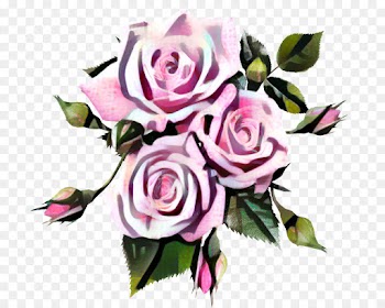 Rose, Pink, Flower, Garden Roses PNG