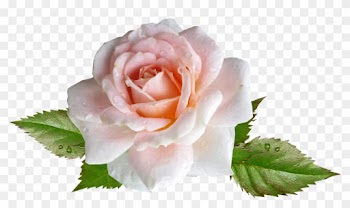 Rose, Pink, Flower, Rain Drops - Rose