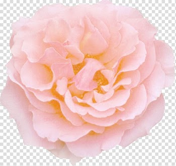 Rose Pink flowers Color, rose transparent background PNG clipart