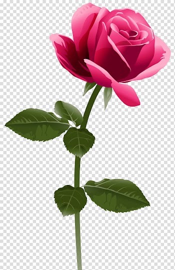 Rose Pink flowers , fuchsia frame transparent background PNG clipart