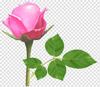 Rose Pink flowers Pink flowers , white roses transparent background PNG clipart