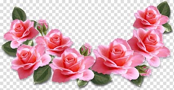Rose Pink flowers , rose transparent background PNG clipart