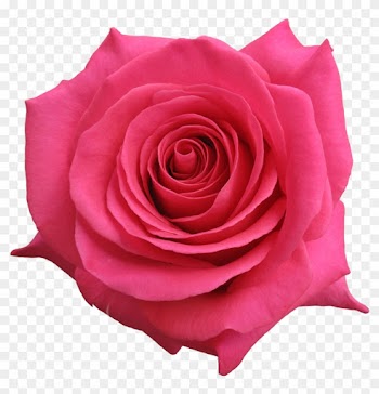 Rose Pink Floyd - Pink Floyd Rose