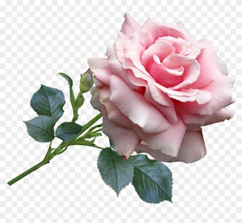 Rose, Pink, Garden, Flower - Rose Pink