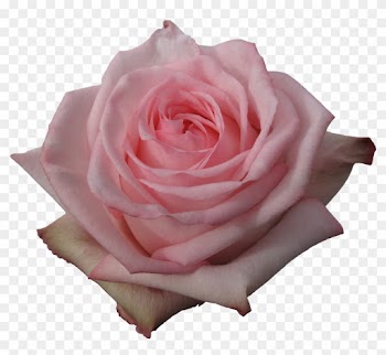 Rose Pink O'hara - O Hara Roses Png