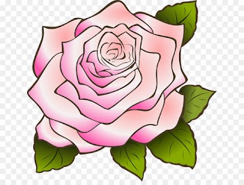 Rose, Pink, Pink Flowers, Garden Roses PNG