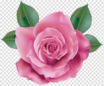 Rose Pink , pink rose transparent background PNG clipart