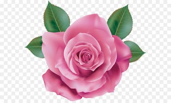Rose Pink Quartz - Pink Rose Transparent PNG Clip Art 