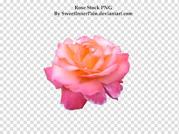 Rose , pink rose flower in bloom with text overlay transparent background PNG clipart