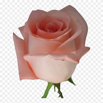 Rose - Pink Rose Flowers Png