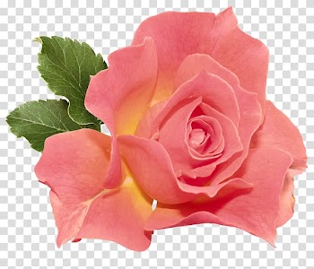 Rose Pink , rose transparent background PNG clipart