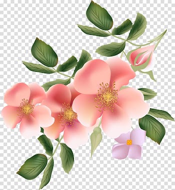Rose , Pink Rose transparent background PNG clipart