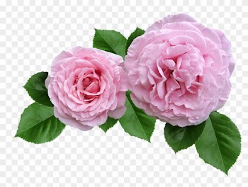 Rose, Pink, Ruffled Petals Cut Out - Pink Rose Cut Out