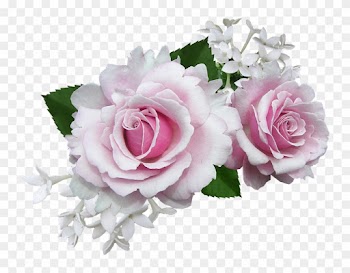 Rose, Pink, With, White, Flower - White And Pink Rose Flowers