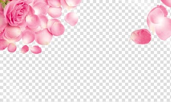 Rose Pink .xchng , Rose transparent background PNG clipart