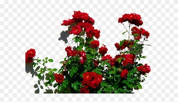 Rose Plant Png - Red Rose Bush Png