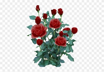 Rose Plant Png - Rose Bush Transparent Background