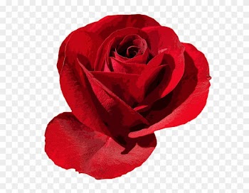 Rose Png 26, - Rose