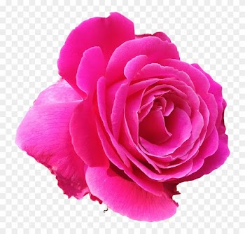 Rose Png 4, Buy Clip Art - Pink Rose Clip Art