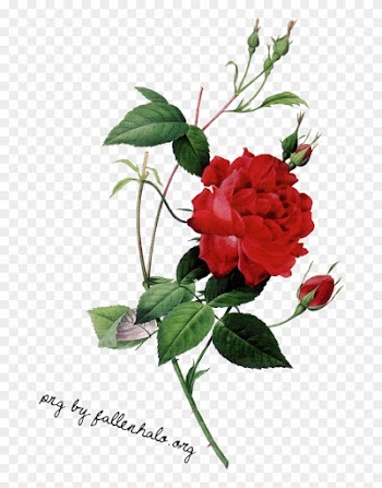 Rose Png By Fallennhalo On Clipart Library - Rose Png