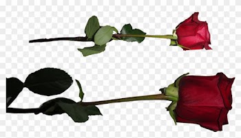 Rose Png By Starscoldnight By Starscoldnight On Clipart - Withered Rose Png