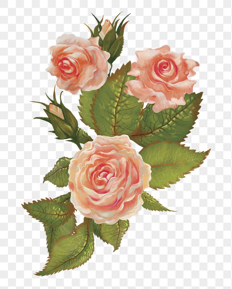 Rose png flower sticker illustration, | Free PNG - rawpixel