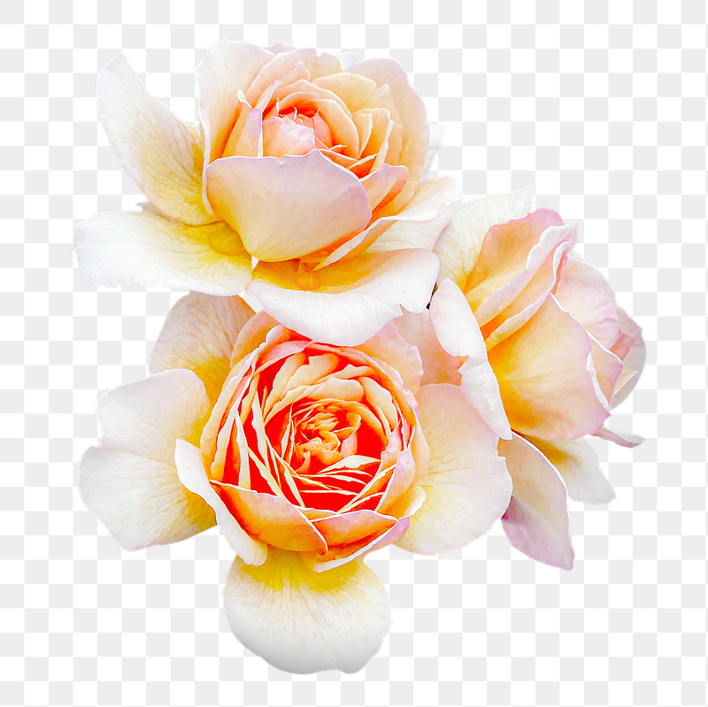 Rose png flower sticker, transparent | Free PNG - rawpixel