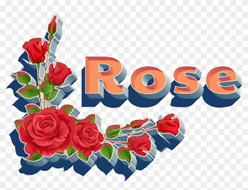 Rose Png Hd - Rose