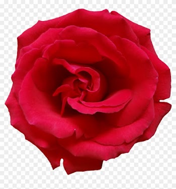 Rose Png Image, Free Picture Download - Dark Pink Rose Png