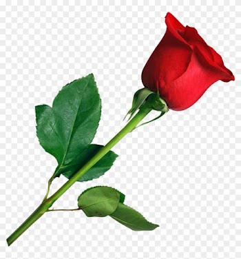 Rose Png Images - Flower Rose Png