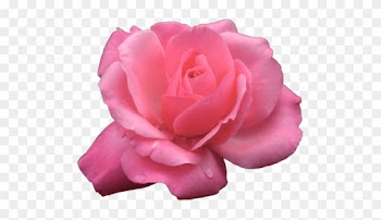Rose Png Transparent Flower Pink Multi Hybrid Tea Rose - Garden Roses