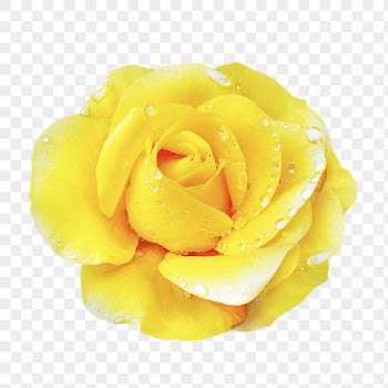 Rose png, wet yellow flower | Free PNG - rawpixel