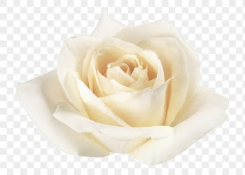 Rose png, white flower clipart, | Free PNG - rawpixel