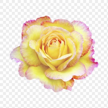 Rose png, yellow and pink | Free PNG - rawpixel