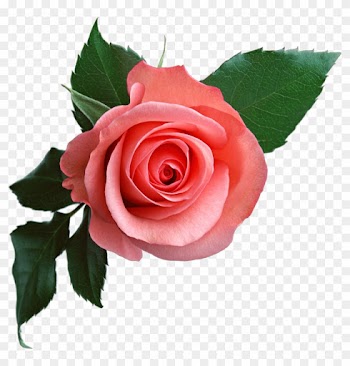 Rose Png637 - Rose Flower Png