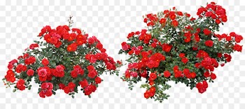 Rose Portable Network Graphics Clip art Shrub Image - garden flower 