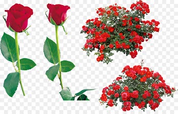 Rose Portable Network Graphics Clip art Shrub Image - rose 