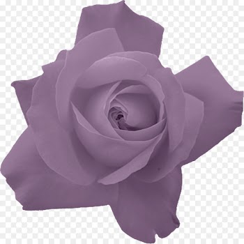 Rose Portable Network Graphics Flower Image Red - rose 