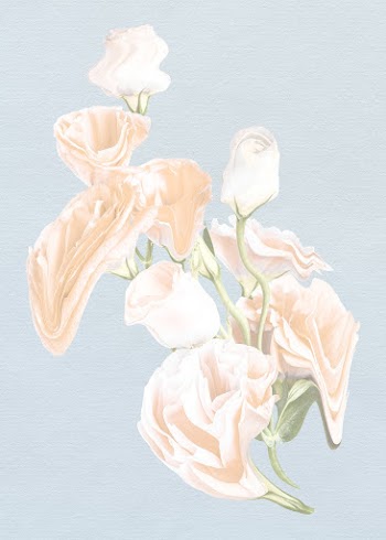 Rose PSD flower sticker, pastel white trippy… | Free stock illustration | High Resolution graphic