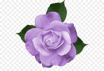 Rose Purple Clip art - Beautiful Transparent Lilac Rose PNG Picture 
