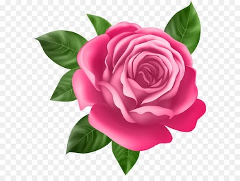 Rose Purple Clip art - Pink Rose Transparent PNG Clip Art 