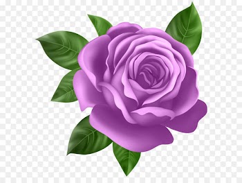 Rose Purple Clip art - Purple Rose Transparent PNG Clip Art 