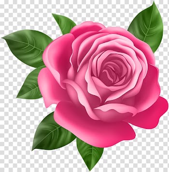 Rose Purple Flower , pink rose transparent background PNG clipart