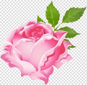 Rose Purple , Pink Rose transparent background PNG clipart