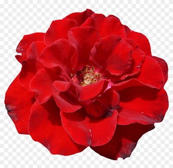 Rose, Red, Blossom, Bloom, Flower, Garden, Beautiful - Schöne Rote Rose, Elegante, Wedding Einladung