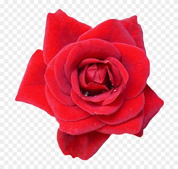 Rose, Red, Blossom, Bloom, Flowers, Nature, Rose Blooms - Rose