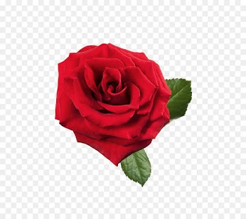 Rose Red Clip art - Large Red Rose PNG Clipart 