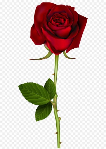 Rose Red Clip art - Red Rose PNG Transparent Image 